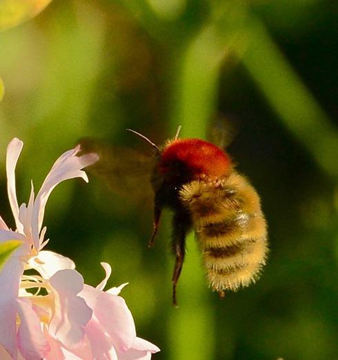 Artsfunn Kysthumle 18XX 2010 2011 2017 Artsfunn Gresshumle 0 100 200 50 Kilometer 18XX 2010 2011 2017 Kysthumle Bombus muscorum er en ganske stor og langtunget art med vakre brunoransje og gulaktige