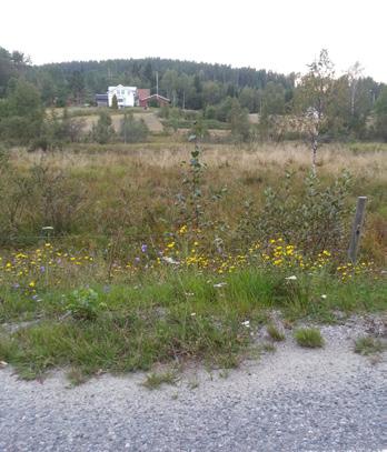 Lundgjøkhumle Bombus quadricolor er en middels stor gjøkhumle. Arten har fire farger, og hannene kan være ekstra vakre: rødaktig, gulaktig, hvitt/beige og sort.