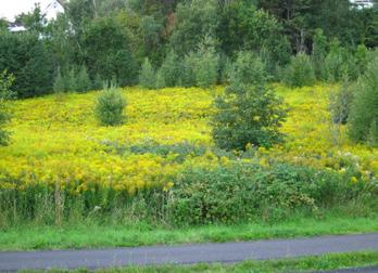 rundt bolet som dronningen etablerer seg i en gang i april juni. Blomstringen av ulike plantearter må vare fram til de nye dronningene har gravd seg inn for vinteren.