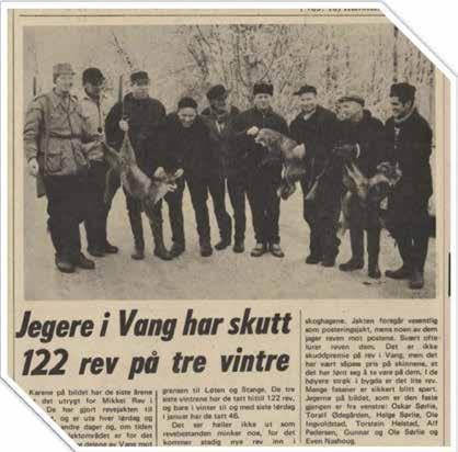 Arkivet Fra HA 02.02.1971 (Avisutklipp mottatt fra Even Nashoug) Her kan vi lese bl.a.: «Karene på bildet har de siste årene gjort det utrygt for Mikkel Rev i Vang.
