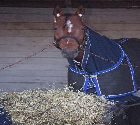 Vi inviterer hesteungdom mellom 16 og 26 år fra hele Norge til samling på Norsk Hestesenter, Starum for å lære mer om hest.