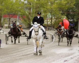 NHS er det øverste faglige senteret for utdanning av hestepersonell, samt for avl av hest i Norge.
