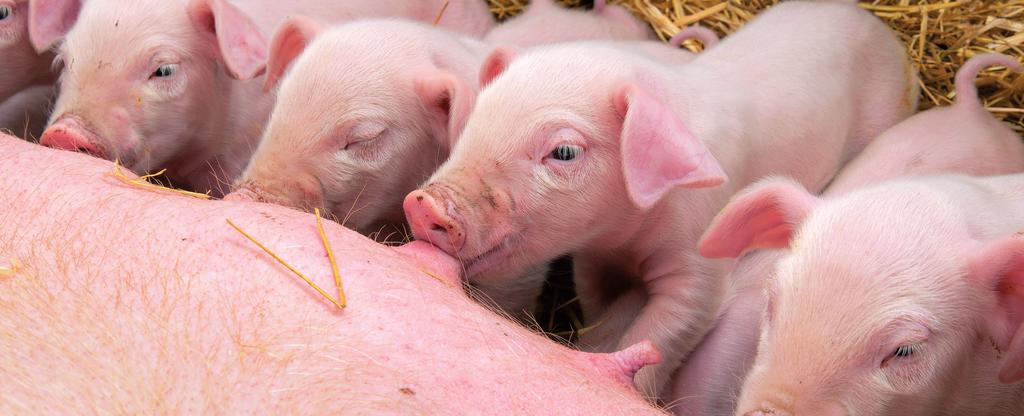 Det tilsettes selen til kraftfôret for å sikre at grisene får dekket sitt behov. Det tilsettes både organisk og uorganisk selen, og mengden som kan tilsettes er regulert av fôrvareforskriften.