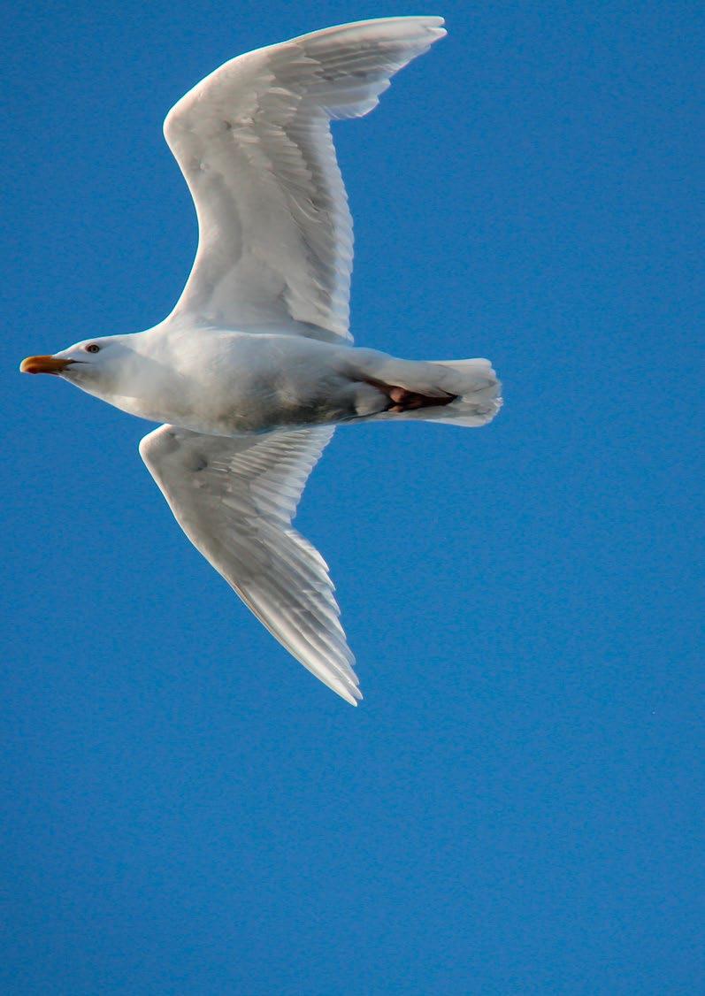 10 Polarmåke (Larus hyperboreus)