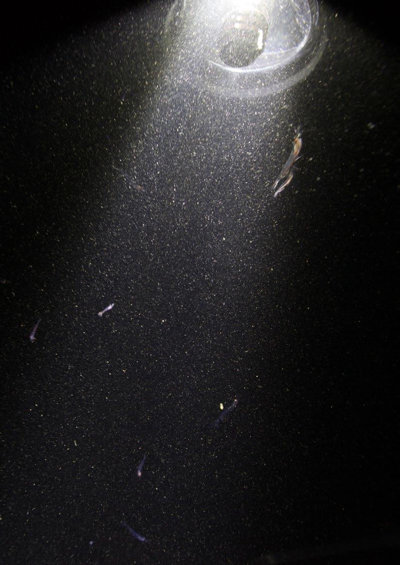 Krill (Thysanoessa sp) og mindre dyreplakton i lyset fra en dykkerlykt,