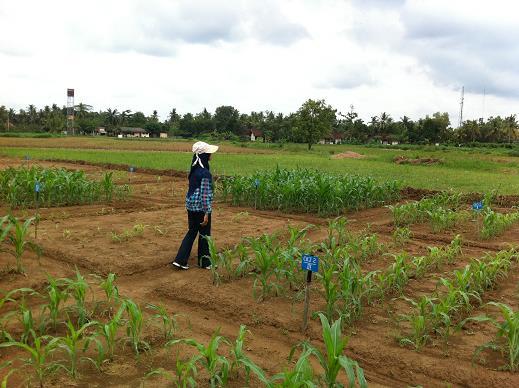 Indonesia: sterk effekt på jordfruktbarhet 0 ton/ha 15 ton/ha Sur jord: ph 3.6 5 ton/ha Ingen biokull Cacao Biokull 15 t/ha ph 3.