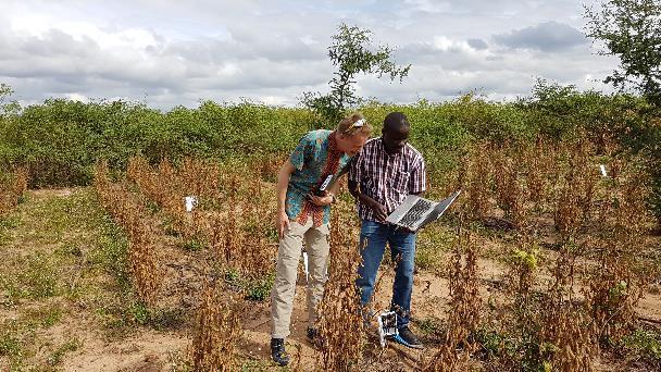 Mkushi, Zambia: Jordfuktighet øker med biokull Klimatilpasning i