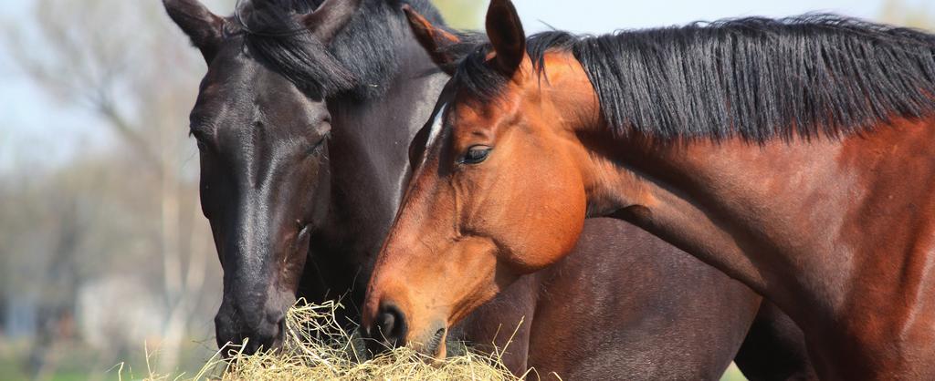 Roeblanding - fiberrikt tilskuddsfôr til hest Roeblanding er et fibertilskudd til gris, hest og storfe. Til hest: Bløt opp 1 del pellets med 4 deler vann i god tid før utfôring.