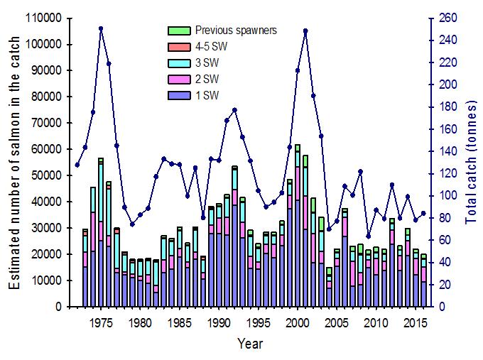 Eero har gjort beregninger av hvor mye laks av ulike sjøvinteralder som er fanget siden midten av 1970-tallet (fig 6). Bakgrunnen for figuren er innleverte skjellprøver og fangststatistikken.