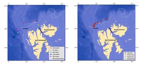 variert. For norske kystfarvann nord for Stadt til og med Vestfjorden, er antall niser beregnet til 24 500 individer. Figur 6. Fordeling av observasjoner av, fra venstre: Nise, vågehval og finnhval.