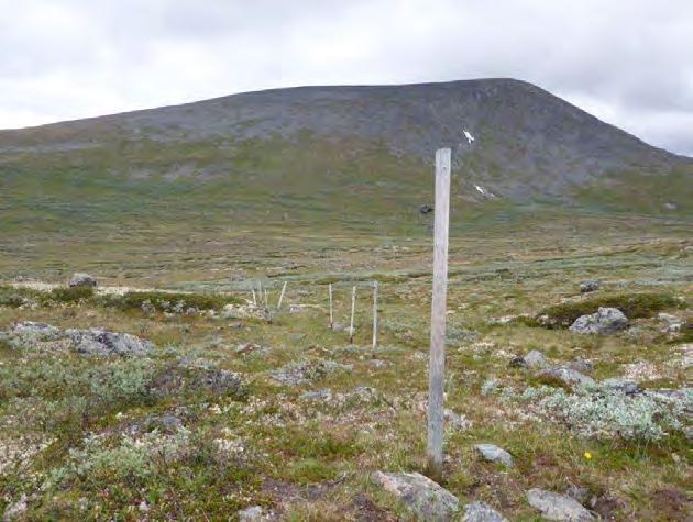 Bilde 8: Rester av det gamle elektriske gjerdet mellom Søndre Knutshø og Heimtjønnshøa i Dovrefjell-Sunndalsfjella nasjonalpark.