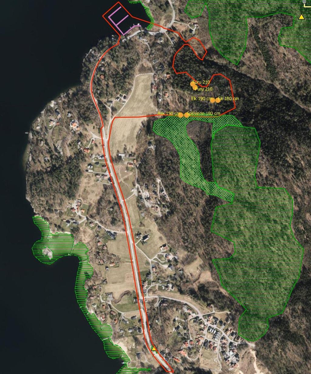 Undersøkelsesarealet med inntegnet planlagt flytebrygge i nord (lilla strek), eksisterende naturtypeområder (grønn horisontal skravur), nyregistrert utvidelse av naturtypen sør for Oksumdalen (grønn