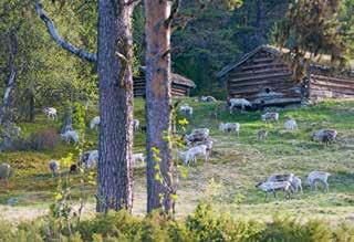 Historie og kultur Områdene øst for Femunden ble lenge bare benyttet til jakt og fiske. Samene har brukt området til reinbeite helt siden 1600-tallet.