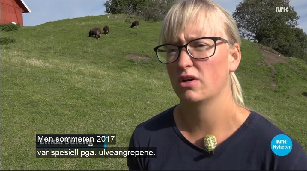 Vi gikk inn i året med miljø- og klimaminister Helgesen sitt vedtak i desember 2016 der han overstyrte rovviltnemndenes vedtak om lisensfelling av fire ulvegrupper i Hedmark.