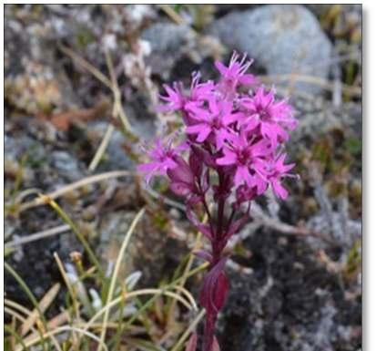 Rapport 04/04/2016 26 Noen mindre partier i Lyngsalpan peker seg imidlertid ut til å ha en litt rikere fjellflora.