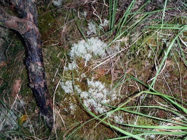 Samlet sett vurderes Brattåna, Gunlanut i stor grad å inneholde skogstyper som mangler i skogvernet.