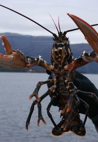 M a r i n t, h a v n e r o g s j ø f a r t Faglig vurdering hydrolog og biolog brygge Storfosna Gods, Ørland kommune Kontaktperson: Norgeshus AS Guro Aaro Ianssen, tlf.