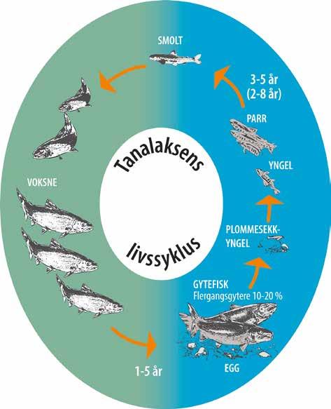 i havet (smoltifiserer) og vandrer ut i Tanafjorden og Barentshavet, utgjør disse gjenlevende laksesmoltene kanskje bare 1 2 % av all yngelen som noen år tidligere kom opp fra grusen.