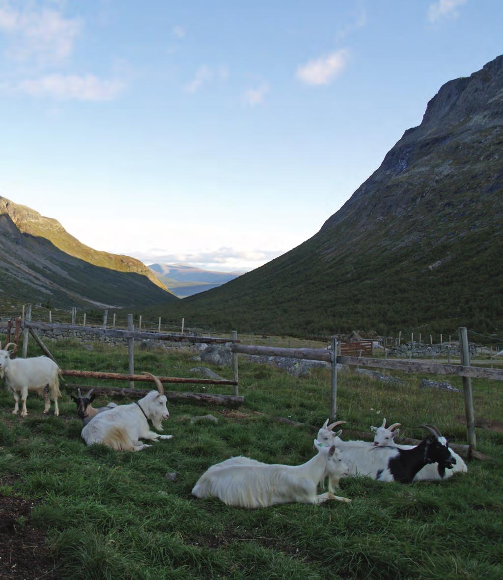 s. 3 Å lukkast i lag s. 4 Vi forstår verdiskaping ulikt s. 5 Kven gjer kva med verdiane? s. 6 Kommunen sitt handlingsrom s. 8 Kåfjord- Kulturarv som utviklingskraft s.