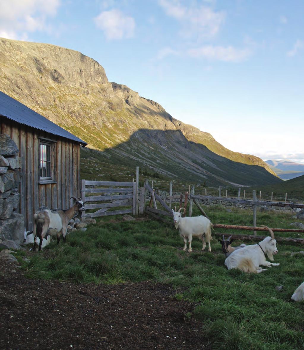 «Gjennom stølinga er det eit samspel mellom menneske og natur, der vår bruk faktisk styrker det