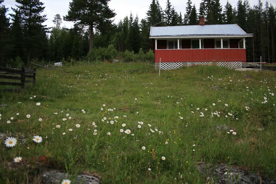 Tåje. Beiteareal på Myhrestuen. Foto: Geir Høitomt 26.06.