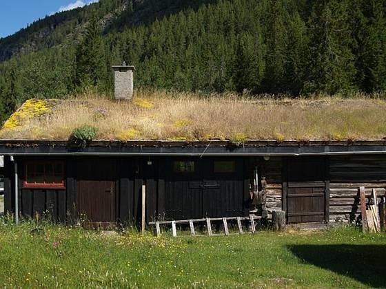 Men, hvordan i all verden har luftløk funnet veien til denne skråningen. Veien er bygd som adkomst vei til en hytte for litt over 20 år siden.