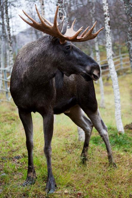 Han har store horn å vise fram, plasker gjerne rundt i sjø og dam. Han er glad i kvister, løv og gras, men han liker ikke kav og mas.