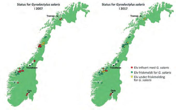 FISKeHeLSeRAPPoRteN 2017 H e L S e S I t u A S J o N H o S V I L L L A K S e F I S K Figur 9.5.2 Status for utbredelsen til G. salaris i Norge i 2007 og 2017.