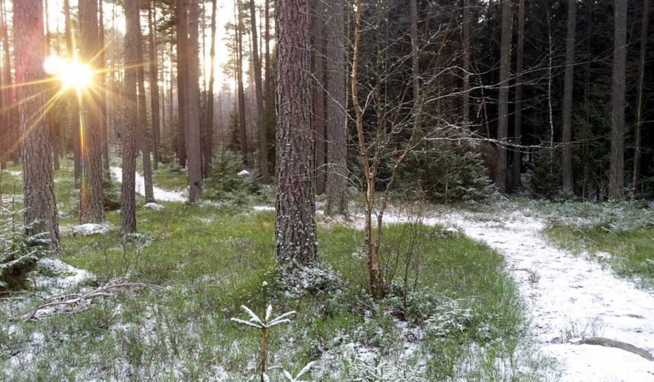 RAPPORT FRA ARKEOLOGISK REGISTRERING I FORBINDELSE MED OMRÅDEREGULERING AV INGEBERG Kommune 0403 Hamar GNR./BNR. 24/1, 29/2, 30/1 m.fl. F.komm. saks nr.