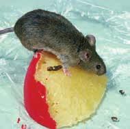 For å unngår mus og rotteplage bør du: Ha godt og regelmessig renhold Ha forsvarlig lagring av mat og matavfall Sørg for tette ytterflater. Netting foran kjellervindu og ventiler må være uskadet.