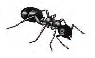 Ta kontakt med skadedyrfirma. Den vanligste maurarten vi finner inn i hus er nok Svart jordmaur, som ofte danner kolonier i isolasjon under betongplate på mark eller i råtne bjelker el.