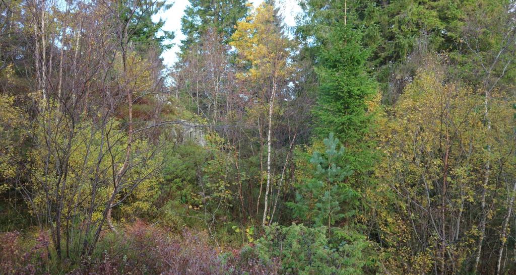 Figur 6: Skogsområdet i øst bærer preg av å være blandingsskog, stedvis med bærlyng i bunnsjiktet. Foto: Opus Bergen AS.
