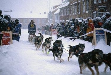 Andre tema Hundekjøring