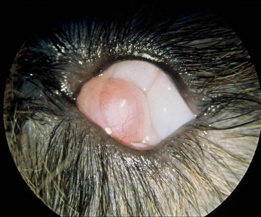 5 Colobom i iris pga mangelfull ventral lukking av øyebegeret hos en vorstehhund. Figur 1.6 Anoftalmi.
