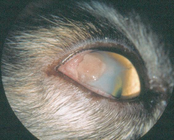 kan ses samtidig med symptomer fra øvre luftveier. Det finnes ingen medikamentell behandling, men katter kan vaksineres profylaktisk.