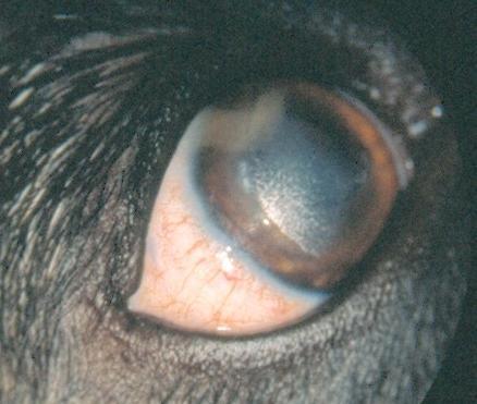 Figur 7.14 Episkleritt hos hund. Det er hevelse og karinjeksjon i episklera og samtidig reaksjon i tilstøtende cornea Diagnosen stilles ved hjelp av finnålsbiopsi fra affiserte områder.