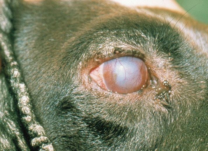Figur 8.6 Hund med leishmaniose og keratouveitt. Symptombildet på sykdommen er varierende, men øyesymptomer er vanlig forekommende. Foto: M.
