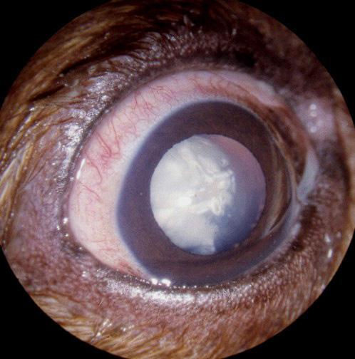 Bortsett fra miose (liten pupill) er det ofte ingen forandringer å se i iris, og det er heller ikke tydelig uklarhet i kammervæsken. Figur 9.2 Hund med skuddskader mot hodet og bilateral uveitt.