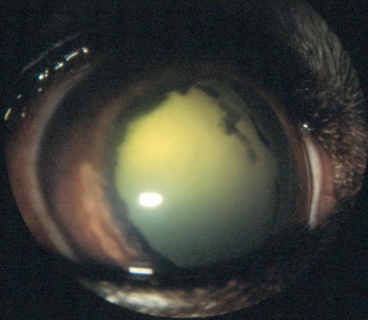 Det ses neovaskularisering i periferien av iris og små cyster langs pupillåpningen Glaukom sekundært til uveitt følges av forøket intraokulært trykk og forstørrelse av bulbus (buftalmos).