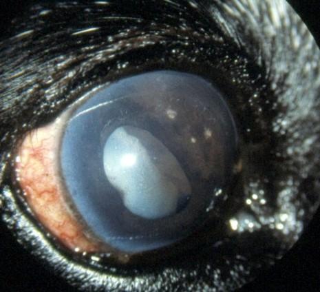 Hos hund og hest fjernes øyet når melanomet er så stort at det forårsaker kliniske symptomer (fig. 9.20).