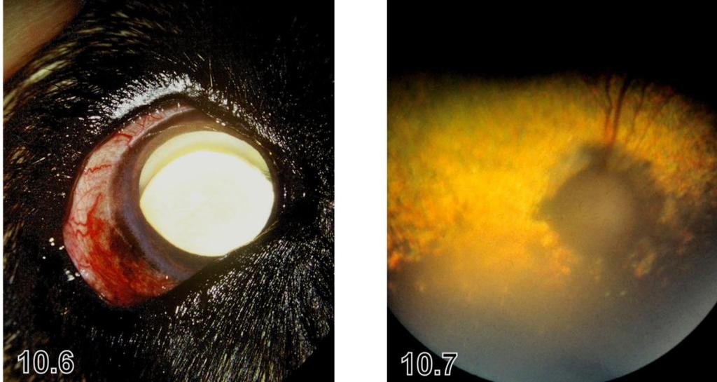 Figur 10.6 Linseluksasjon sekundært til glaukom. Mellomrommet mellom pupillåpningen og øvre del av linsen ses som en halvmåne Figur 10.7 Fundus hos en samojed med glaukom.