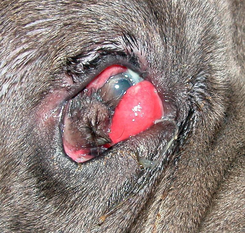 Figur 1.17 Dermoid i laterale del av cornea hos neapolitansk mastiff. Denne hunden har også framfall av 3.