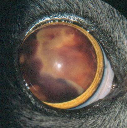 12.2.7 Enrofloxacin-indusert retinadegenerasjon Hos katt er det rapportert tilfeller av akutt retinadegenerasjon etter systemisk behandling med enrofloxacin.