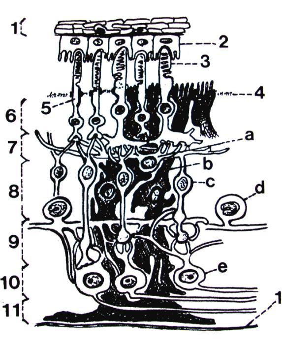 Figur 2.9 Retina. 1: Choriokapillaris 2: Retinas pigmentepitel 3: Fotoreseptorenes (stavenes og tappenes) yttersegmenter 4: Ytre grensemembran 5: Fotoreseptor-celle.