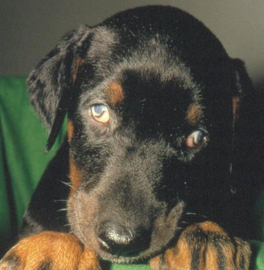 Figur 3.7 Dobermann med bilateral mikroftalmi. Hunden er blind og den er ikke i stand til å fokusere blikket. Foto: Trond Bergsjø n.abducens).