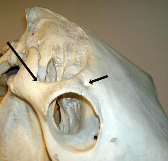 3.9 Undersøkelse av øyets fremre strukturer 3.9.1 Nerveblokk hos hest Hest har en kraftig ringformet muskel rundt øyet, m.orbicularis oculi, som kan vanskeliggjøre undersøkelsen.