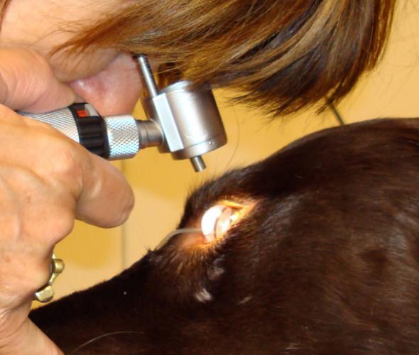 En rekke hunderaser er som tidligere nevnt predisponert for glaukom og det kan være aktuelt å inspisere kammervinkelen.