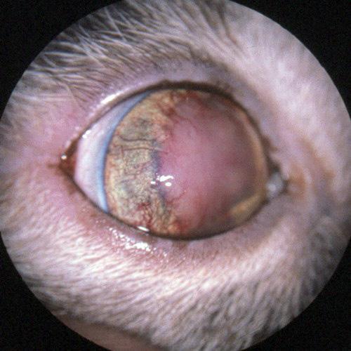 perforasjoner i cornea, alvorlige intraokulære betennelser, eller kraftig slag mot øyet med store intraokulære skader (fig. 4.2).