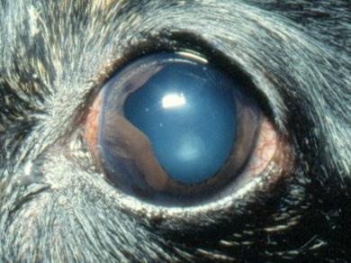 myk hevelse i konjunktiva mellom bulbus og øyelokk. Hos hest prolaberer fettet gjerne ved basis av blinkhinnen. Finnålsbiopsi er aktuelt for å stille en diagnose.