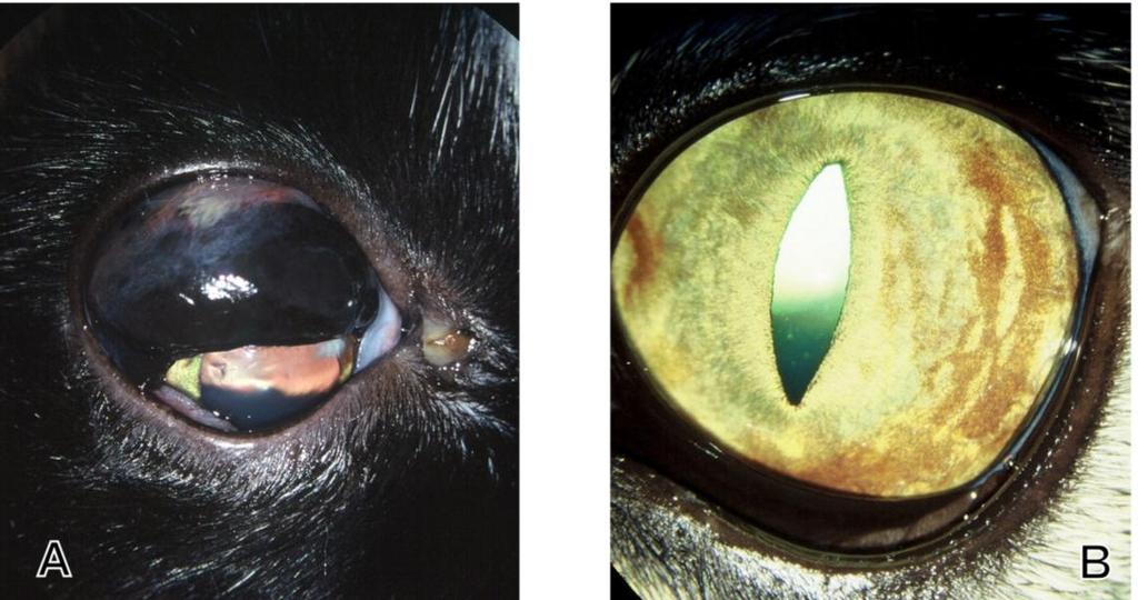 13 Melanom i iris hos en dachs De vanligste primære svulstene både hos hund og katt er melanomer utgående fra iris eller corpus ciliare.